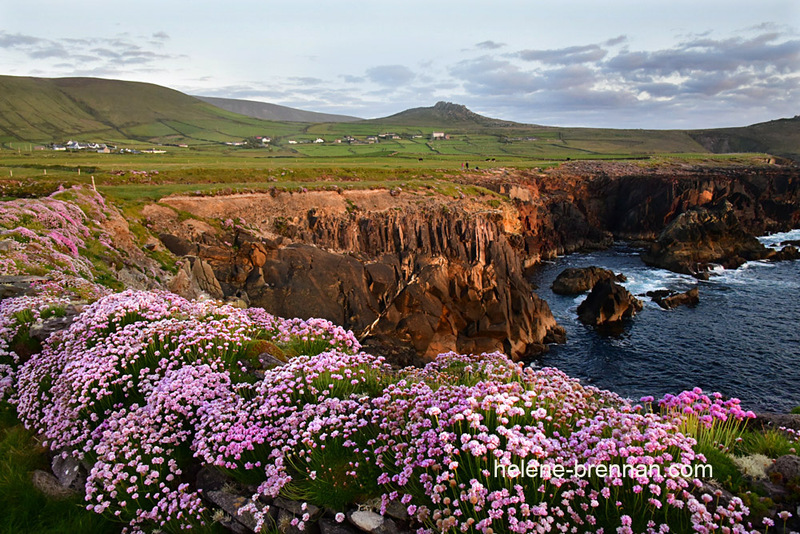 Sea Pinks 9908 Photo