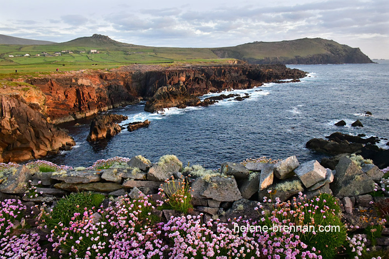 Sea Pinks 9913 Photo