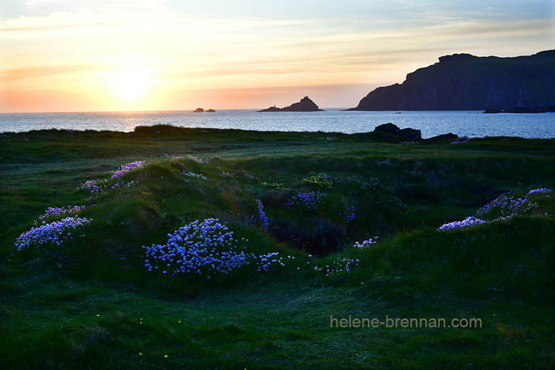 Sybil Head and Sea Pinks 9932 Photo