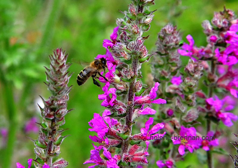 Loosestrife and Honey Bee 0264 Photo