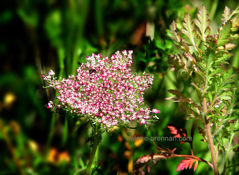 Queen Anne's Lace 0268 Photo