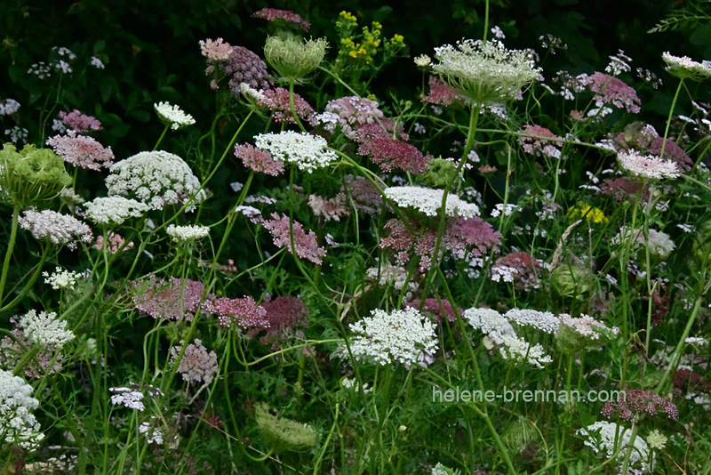 Queen Anne's Lace 0162 Photo