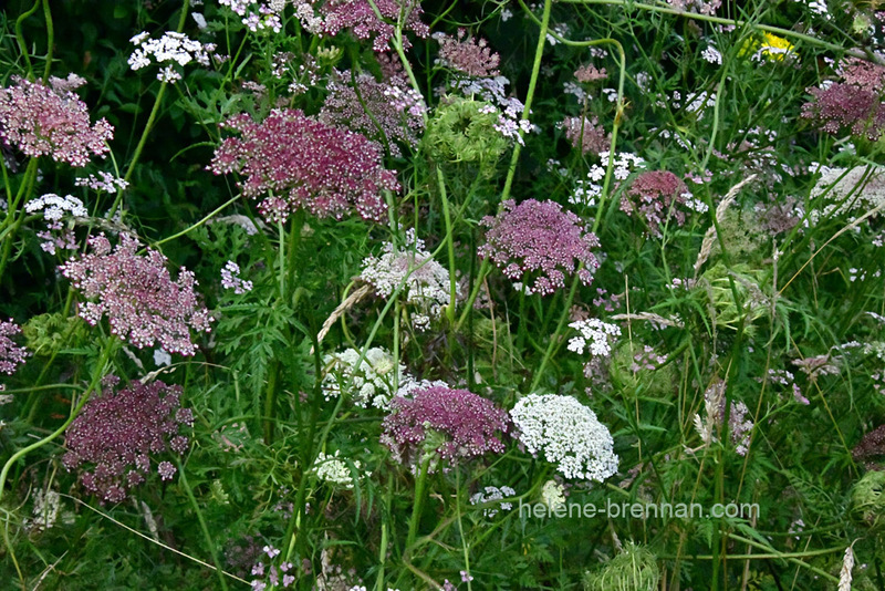 Queen Anne's Lace 0165 Photo