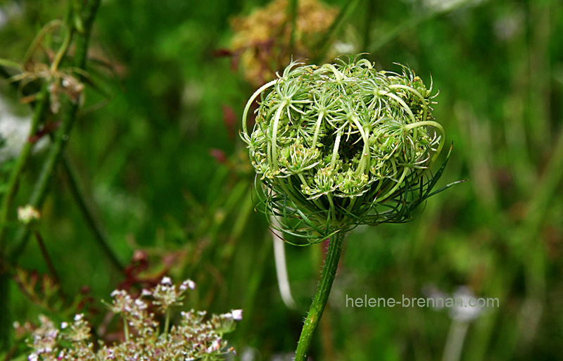 Queen Anne's Lace 0249 Photo