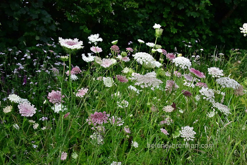 Queen Anne's Lace 0044 Photo