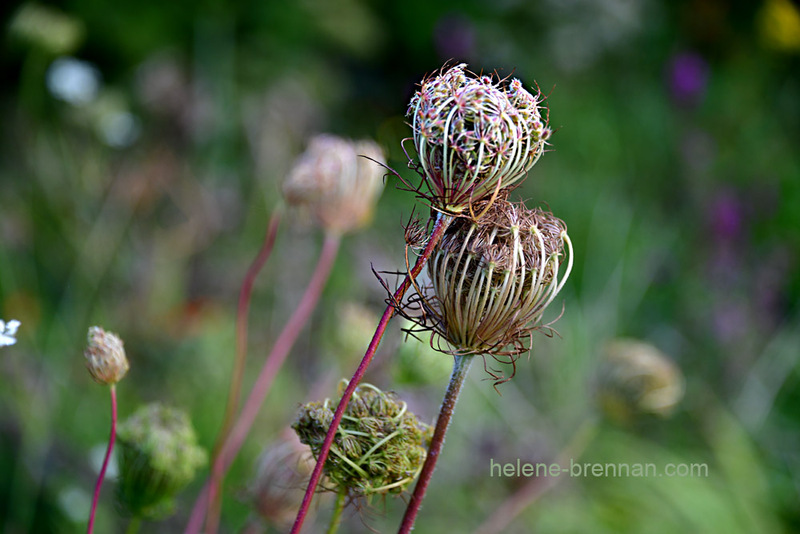 Queen Anne's Lace 0413 Photo