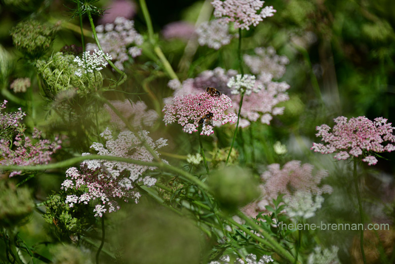 Queen Anne's Lace 0426 Photo