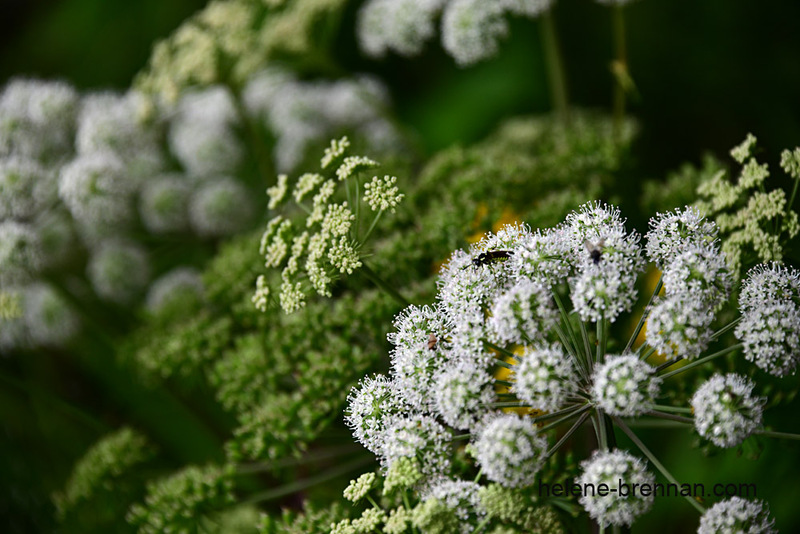 Wild Angelica 0493 Photo