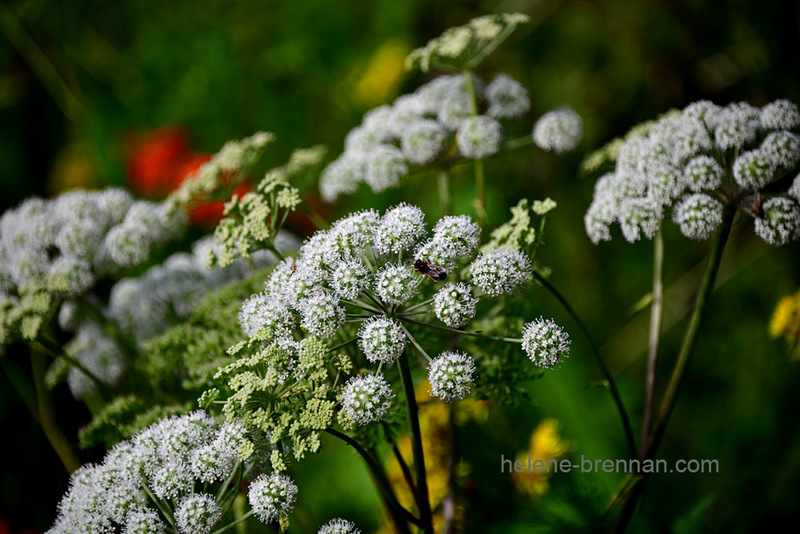 Wild Angelica 0407 Photo