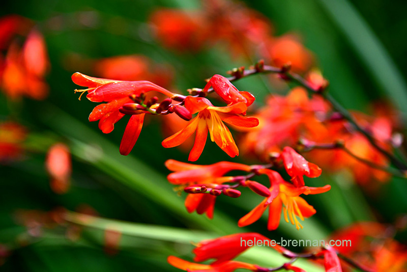 Montbretia 0495 Photo