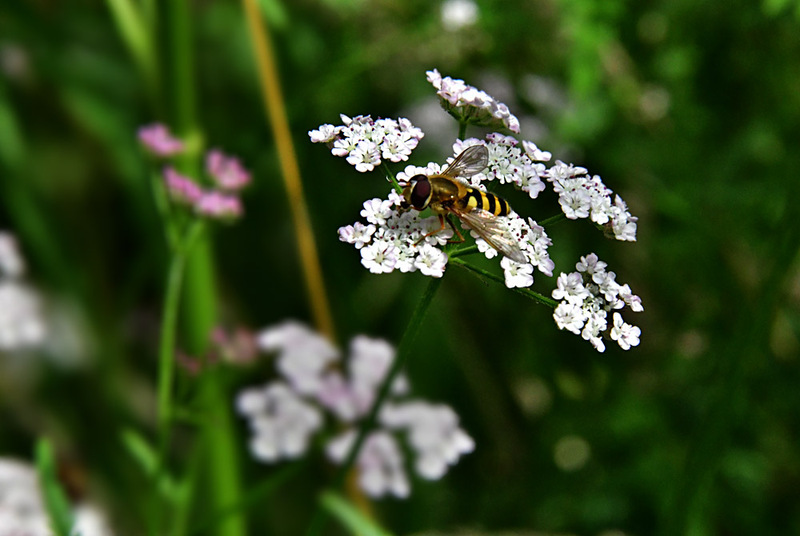 Wild Flower and Bee Mimic 0236 Photo