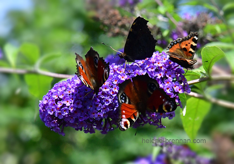 Butterflies and Buddleia 0211 Photo