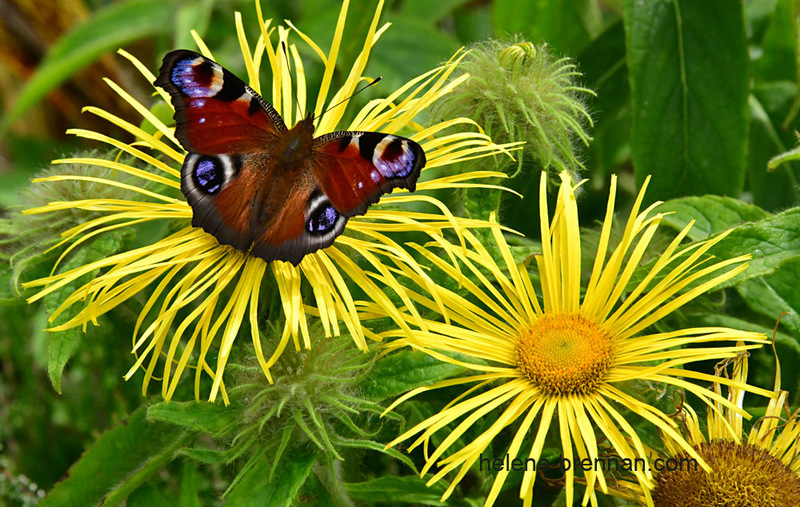 Peacock Butterfly 0228 Photo