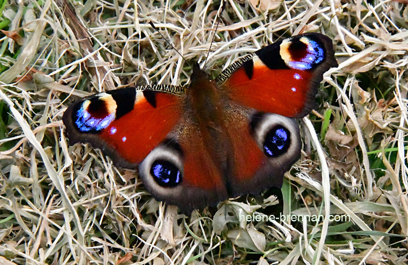 Peacock Butterfly 0158 Photo