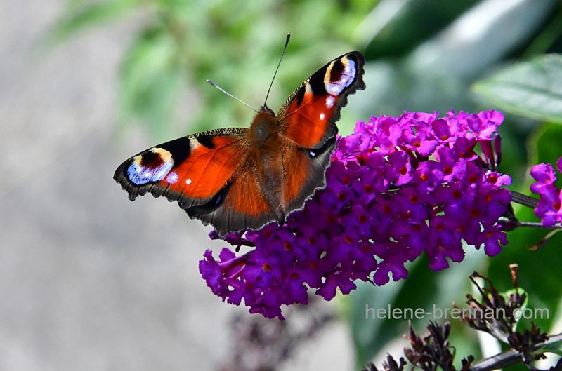 Peacock Butterfly 0095 Photo