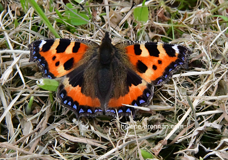 Tortoiseshell Butterfly 0153 Photo