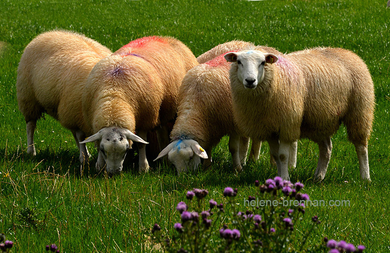 Sheep 4709 Photo