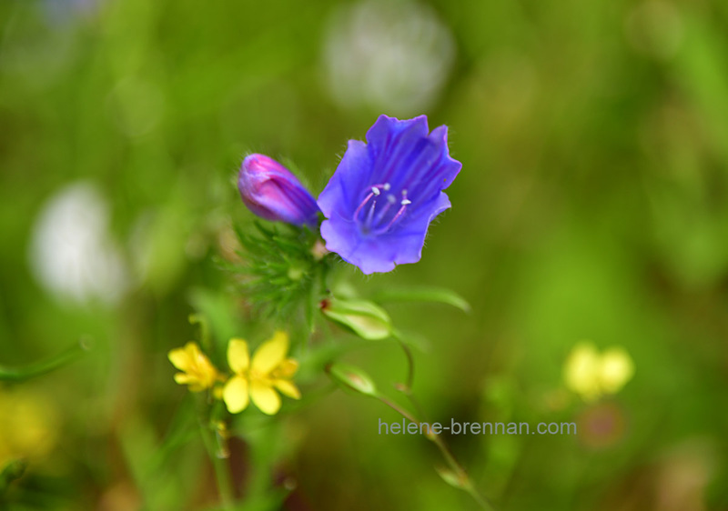 Blue Harebell Wild Flower 6893 Photo
