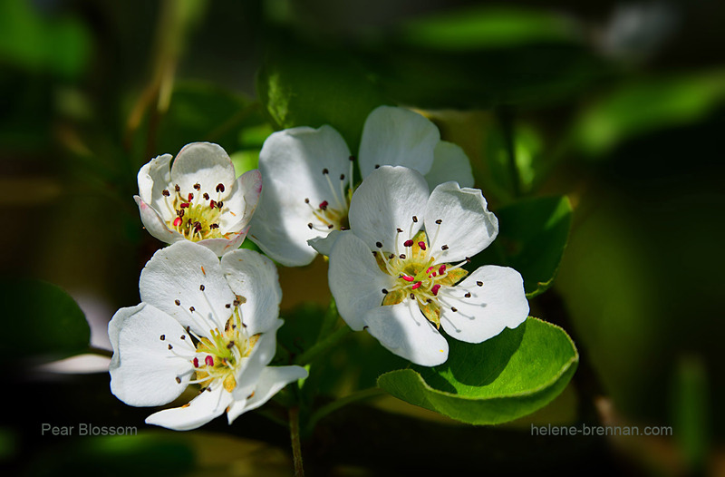 Pear Blossom 1579 Photo