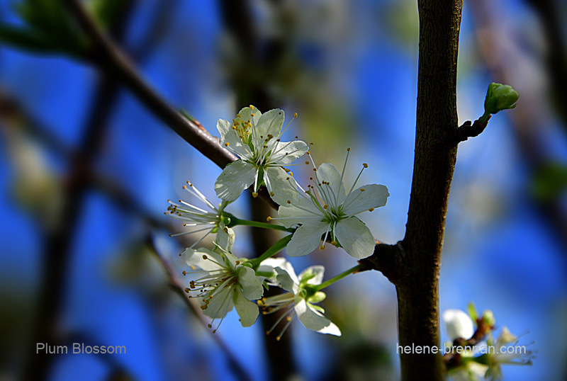 Plum Blossom 1574 Photo