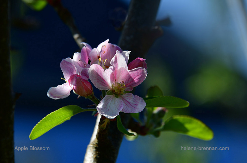 Apple Blossom 1609 Photo
