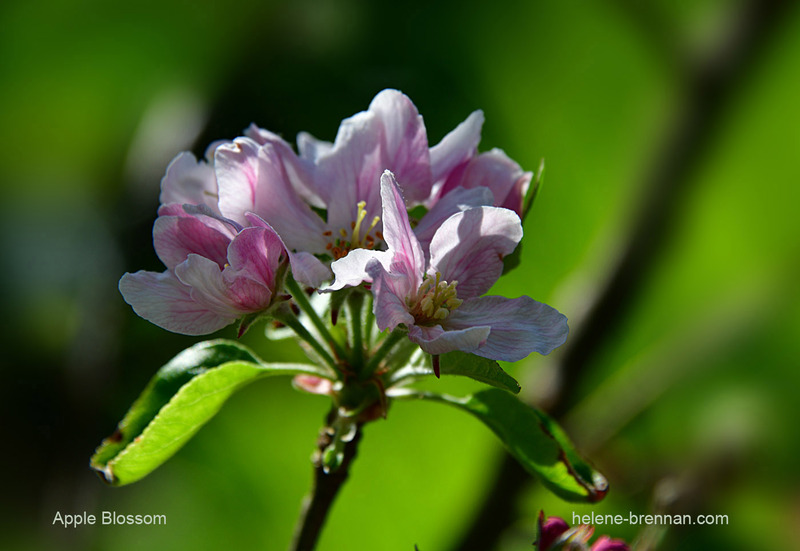 Apple Blossom 1608 Photo