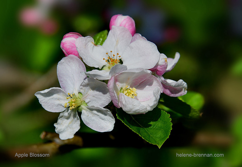 Apple Blossom 1578 Photo