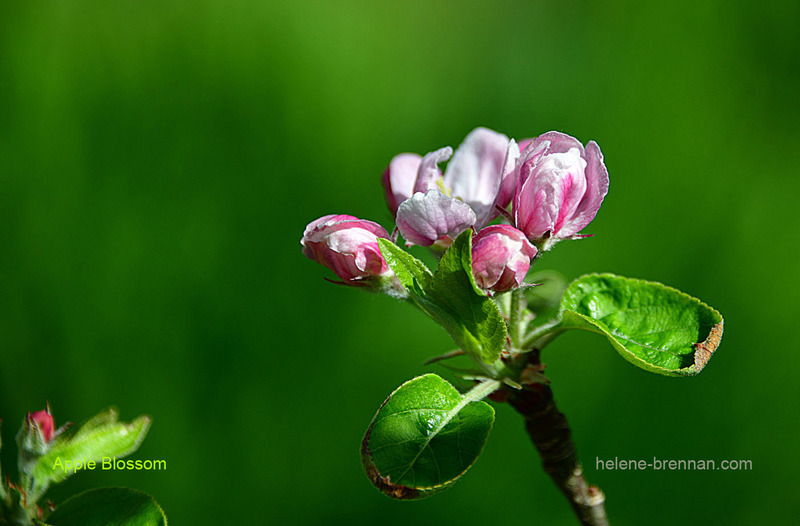 Apple Blossom 1563 Photo