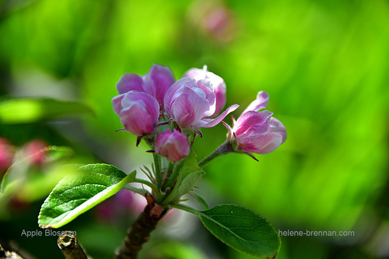 Apple Blossom 1474 Photo