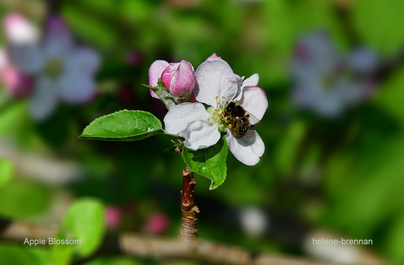 Apple Blossom and Bee1582 Photo