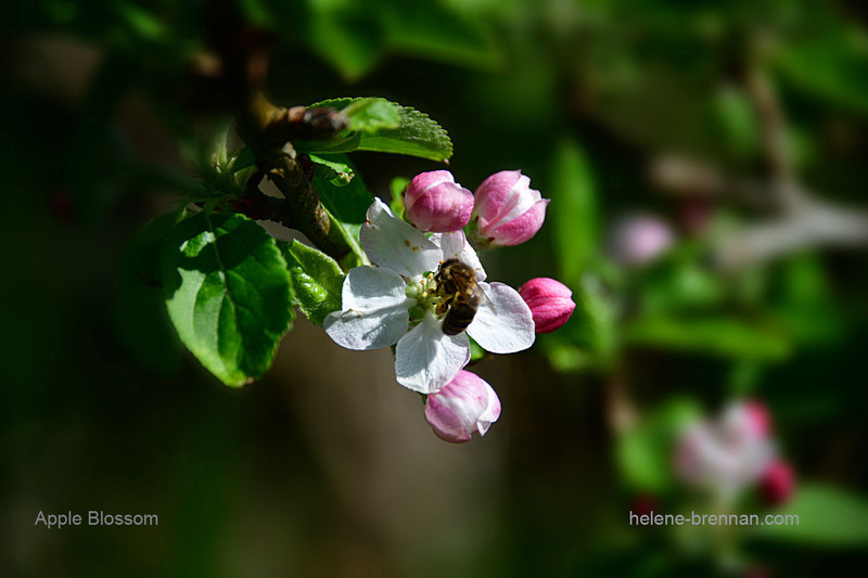 Apple Blossom and Bee1564 Photo