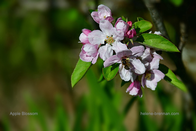 Apple Blossom1560 Photo