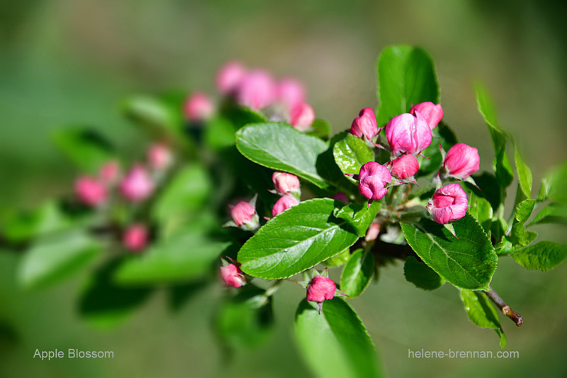 Apple Blossom and 1590 Photo
