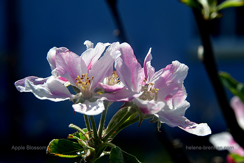 Apple Blossom 9788 Photo