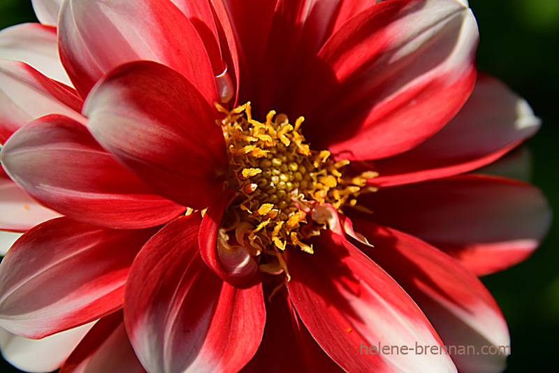 Red Flower 3014 Photo
