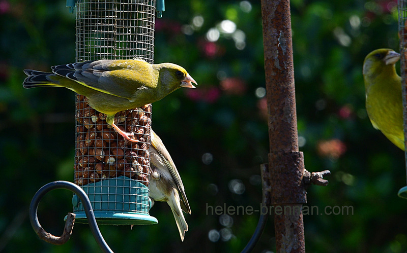 Green Finches Photo