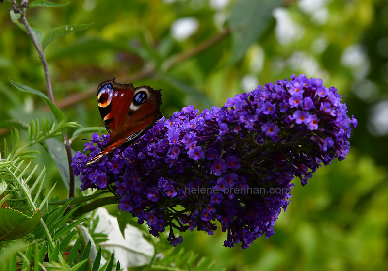 Peacock Butterfly 7184 Photo