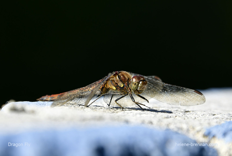 Dragon Fly 7849 Photo