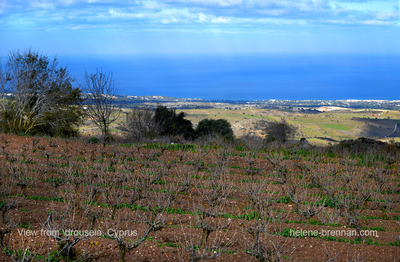 Drouseia Vineyard 0177 Photo