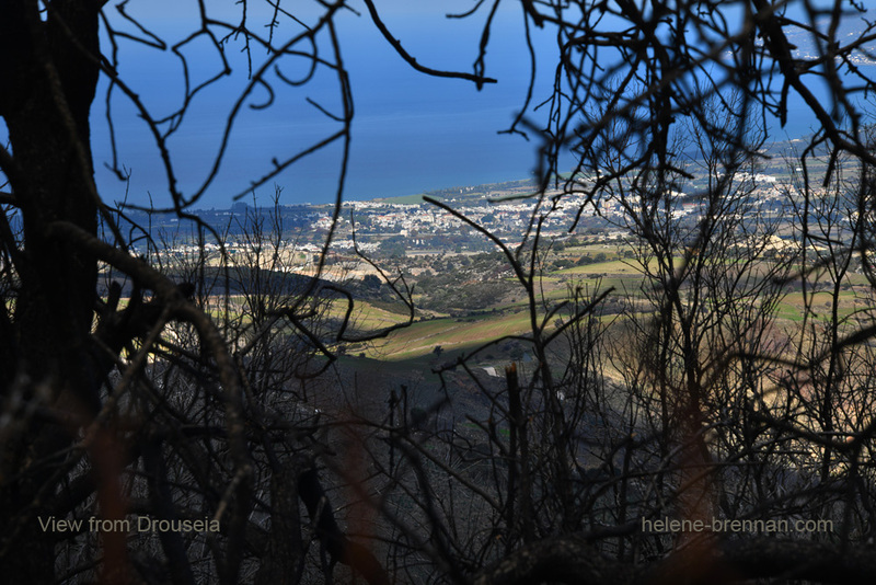 Through the Trees 0201 Photo