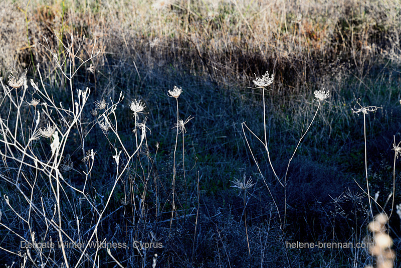 Delicate Winter Wildness 0104 Photo