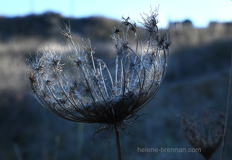 Winter Wild Flower Beauty 0107 Photo