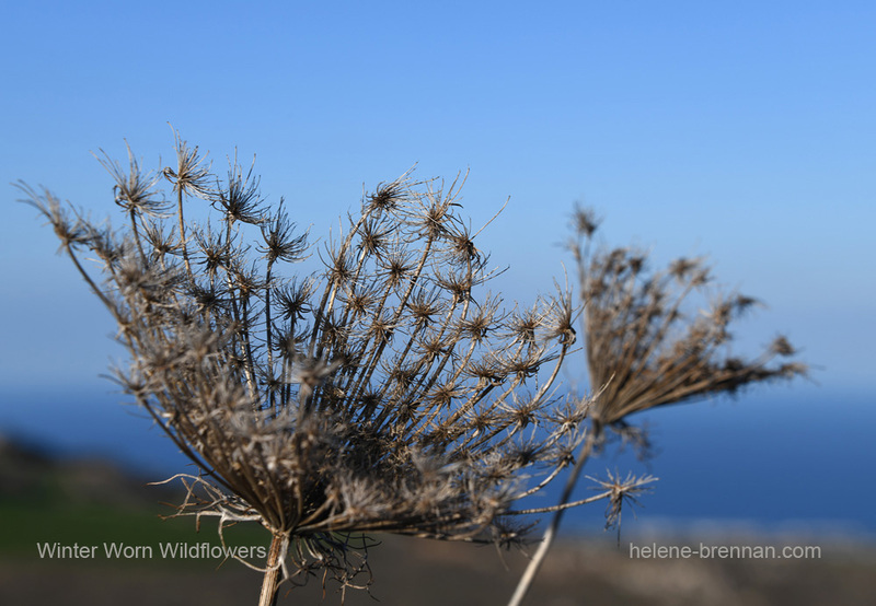Winter Worn Wildflowers 0109 Photo