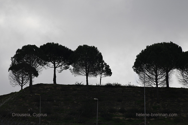 Drouseia Trees 0210 Photo