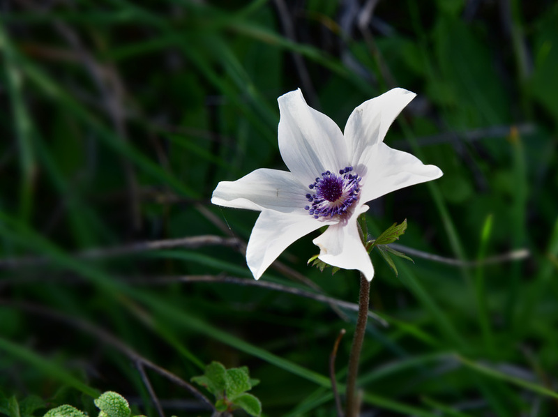 Roadside Wildflower Photo