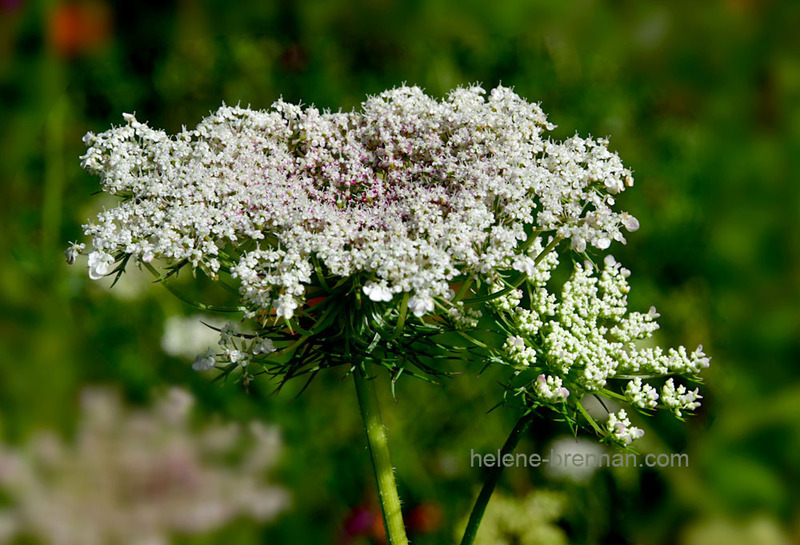 Queen Anne's Lace 0376 Photo