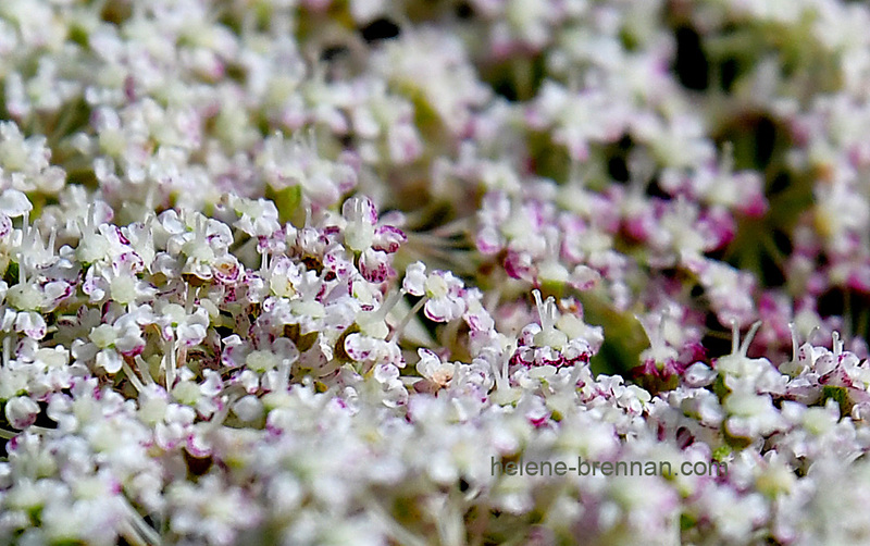Queen Anne's Lace 0390 Photo