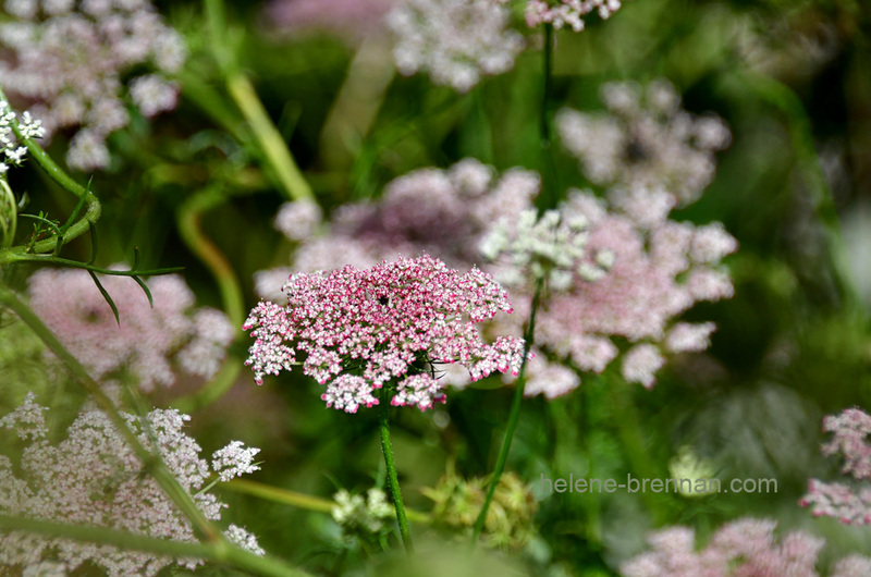 Queen Anne's Lace 0393 Photo