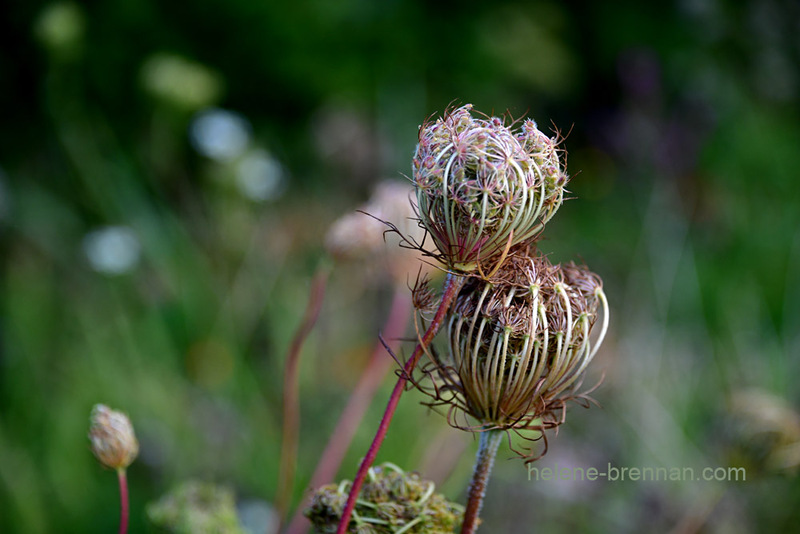 Queen Anne's Lace 0414 Photo