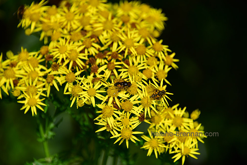 Ragwort 0383 Photo